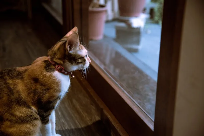 The Curiosity Stare