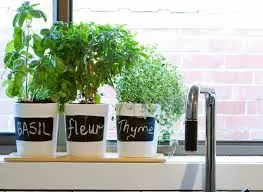 Fresh Herbs as Decor