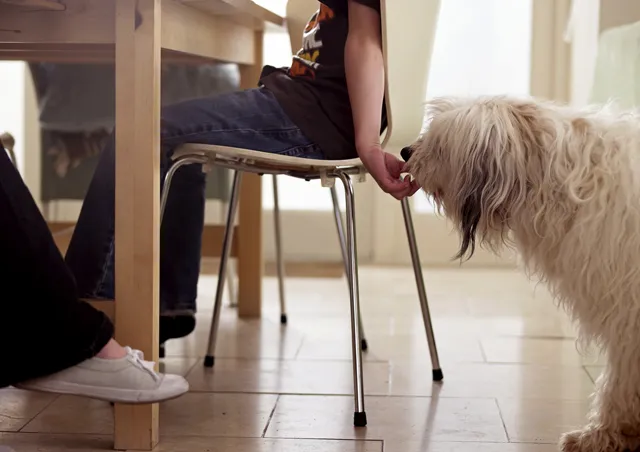 Table Scraps Are Not Treats