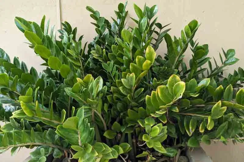 ZZ Plant — Sleek and Sturdy