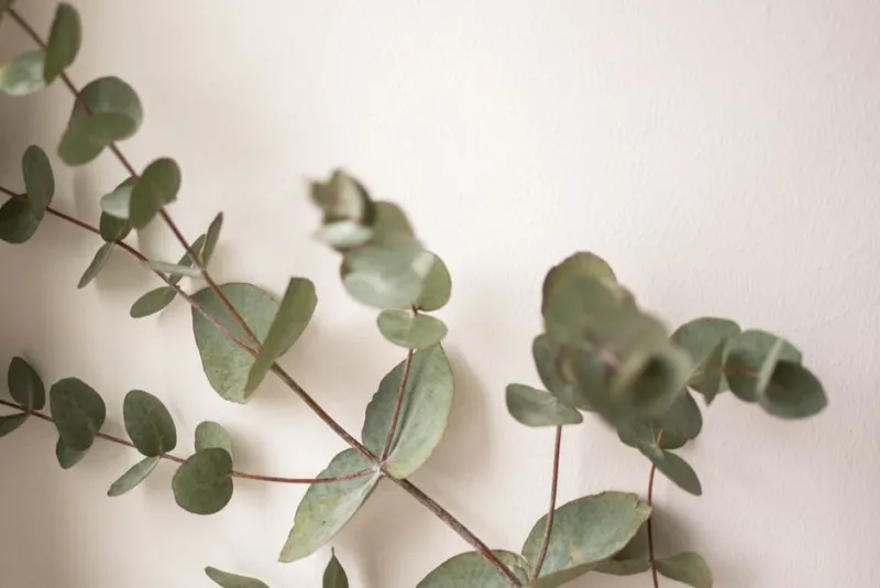 Eucalyptus Bundle on Your Showerhead
