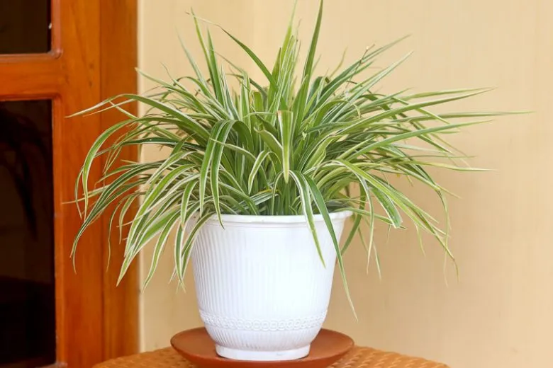 Spider Plant — Retro Charm