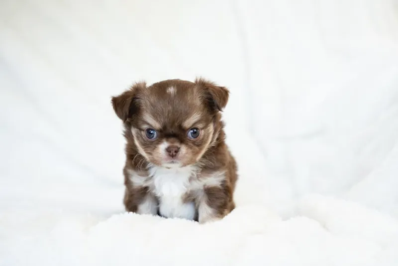 Chihuahua — The Underestimated Powerhouse