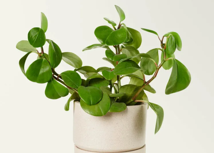 Rubber Plant — Bold Statement