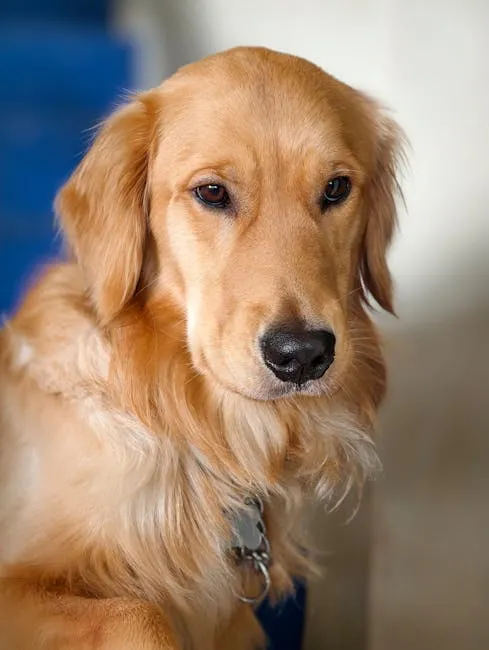 Golden Retriever — The Eternal Optimist