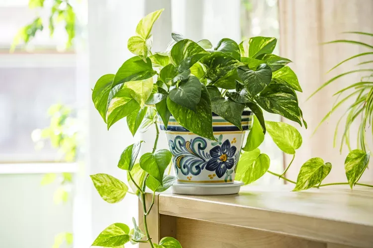 Pothos — The Trailing Beauty