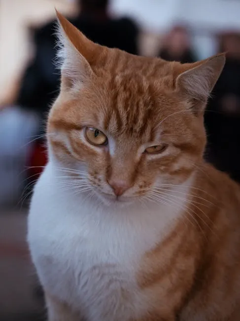 The Slow Blink = Cat Kiss