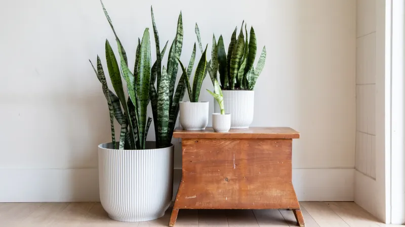 Snake Plant — The Ultimate Survivor